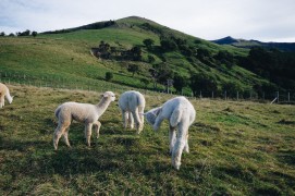 客户Xiao**上传的图片